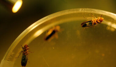 Lawmakers Request $32 Million In Federal Funds To Fight ‘Catastrophic’ California Wine Pest