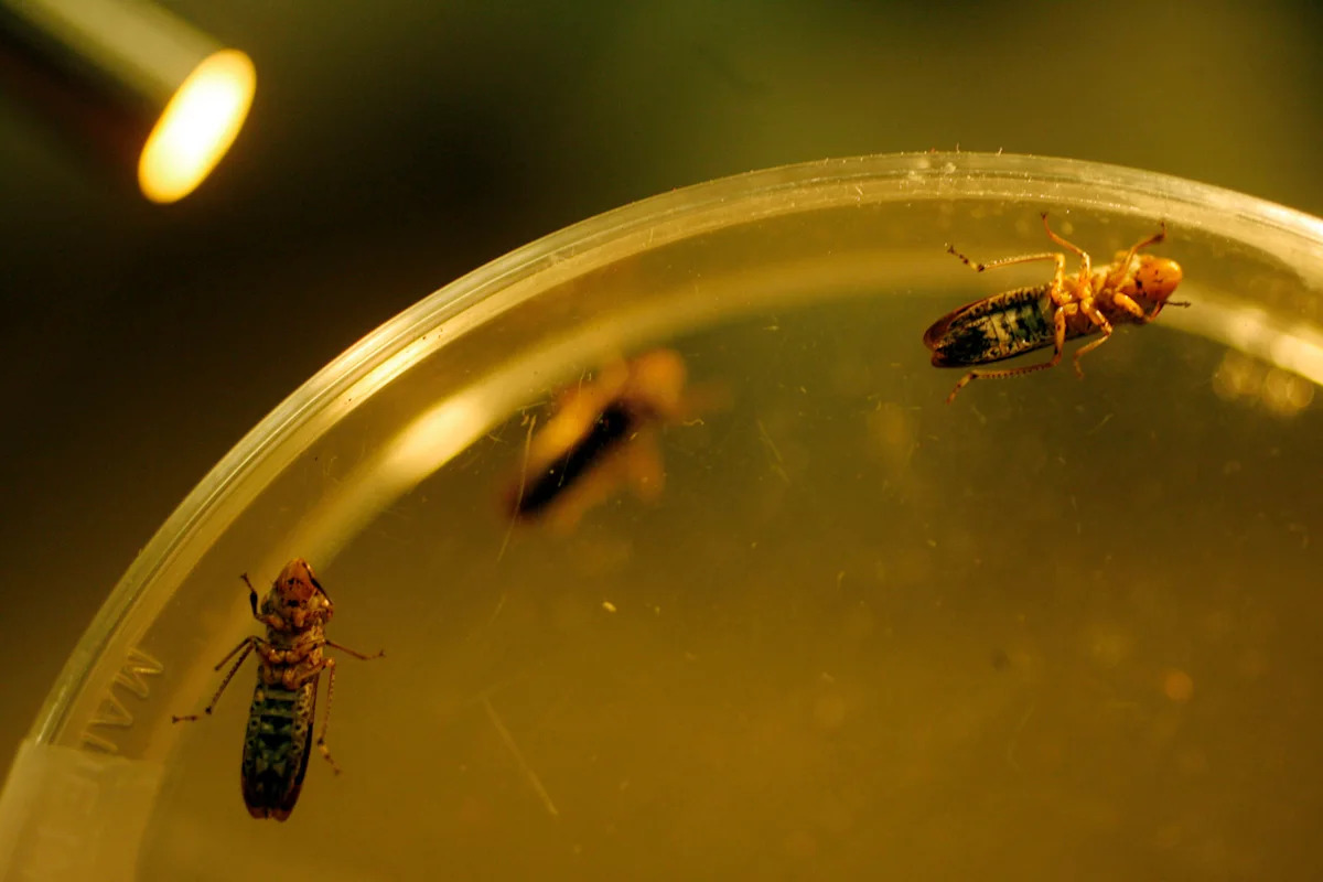 Lawmakers Request $32 Million In Federal Funds To Fight ‘Catastrophic’ California Wine Pest