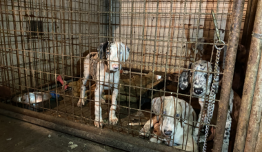 Authorities search for 730 missing dogs in Northern California – NBC Bay Area