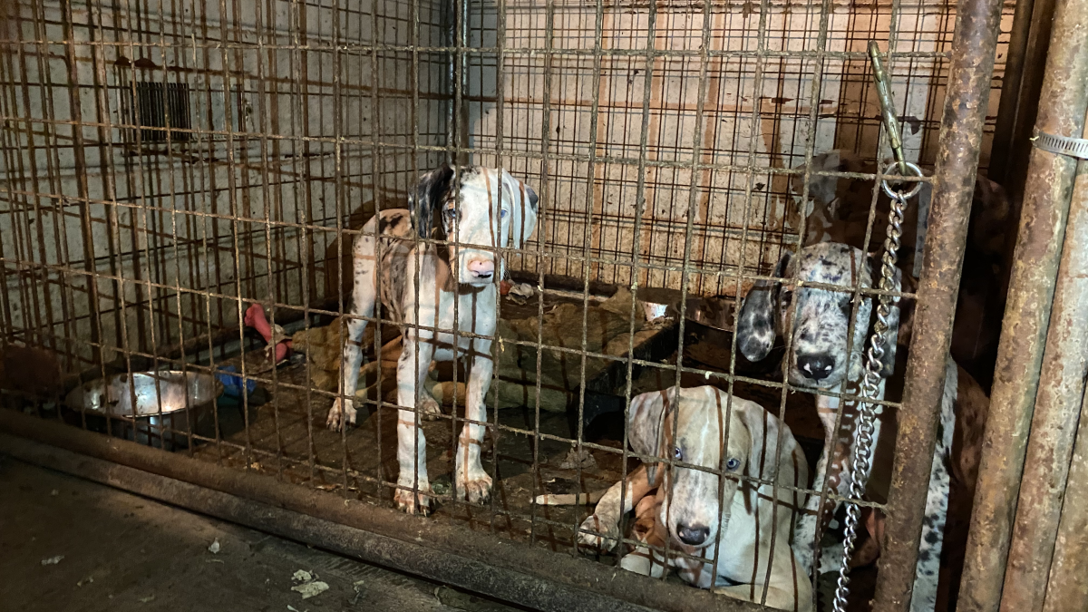 Authorities search for 730 missing dogs in Northern California – NBC Bay Area