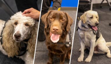 WAGS of Orange County: New K-9 program to assist trauma victims – NBC Los Angeles