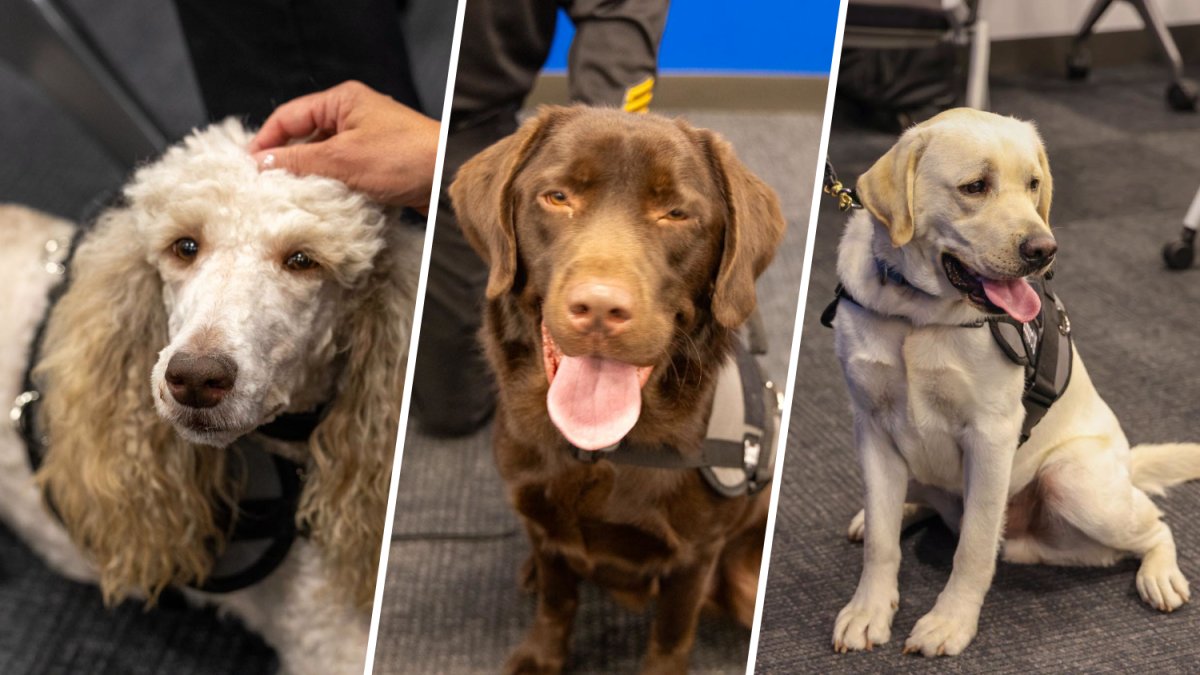 WAGS of Orange County: New K-9 program to assist trauma victims – NBC Los Angeles
