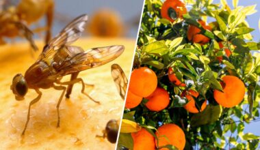 Mexican fruit fly quarantine expands in San Diego County – NBC 7 San Diego