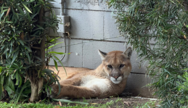 Pasadena neighborhood evacuated amid mountain lion sighting – NBC Los Angeles