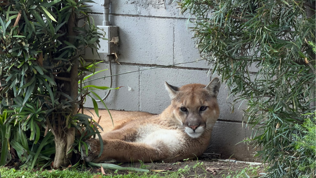 Pasadena neighborhood evacuated amid mountain lion sighting – NBC Los Angeles