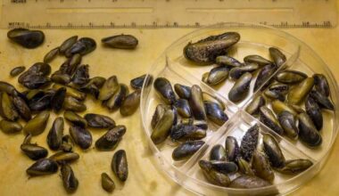 Invasive mussels found in and around port of West Sacramento