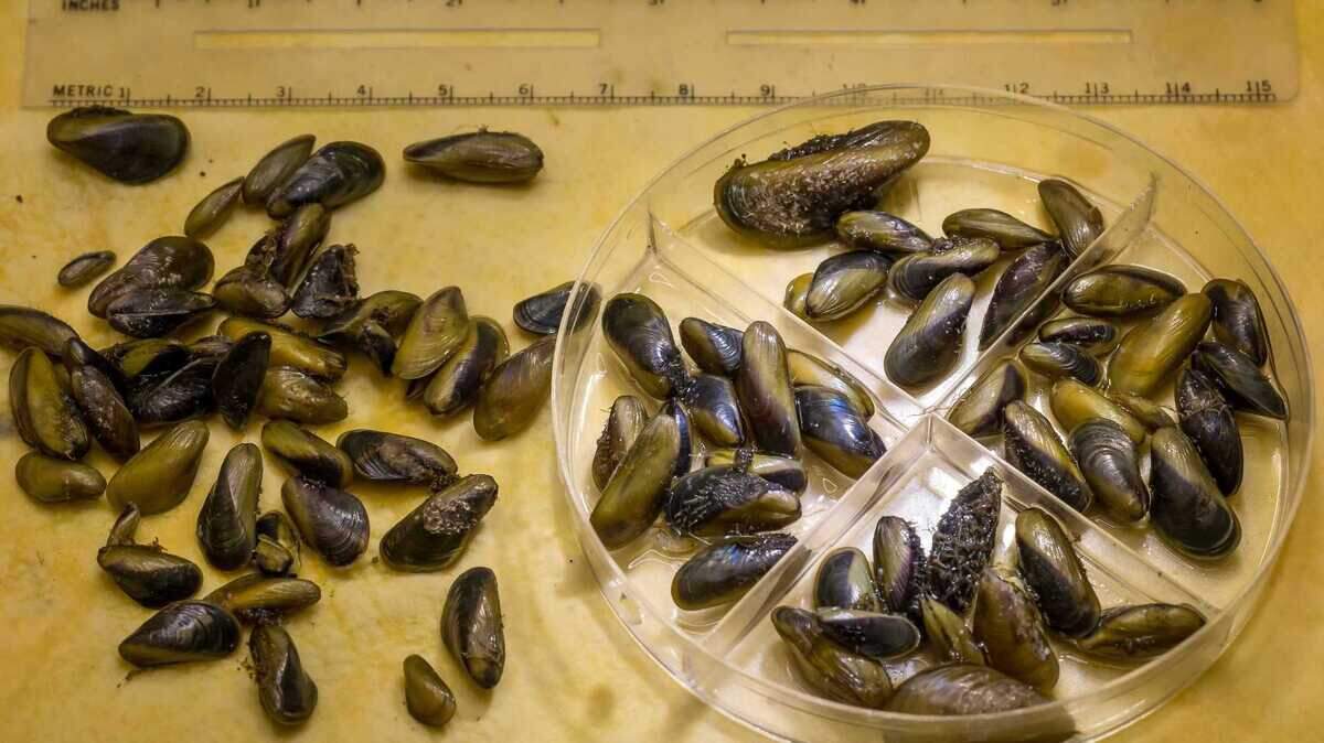 Invasive golden mussels are seen at the state Department of Water Resources’ labs in West Sacramento in November. Invasive golden mussels are seen at the state Department of Water Resources’ labs in West Sacramento in November.