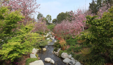 Japanese Friendship Garden & Museum Hosts Ikigai Wellness Retreat This Month