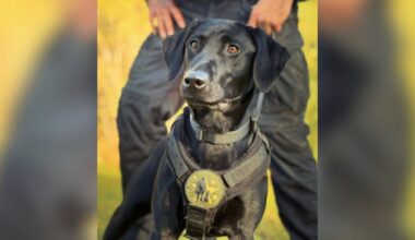 New K-9 joins the Pasadena Police Department – NBC Los Angeles