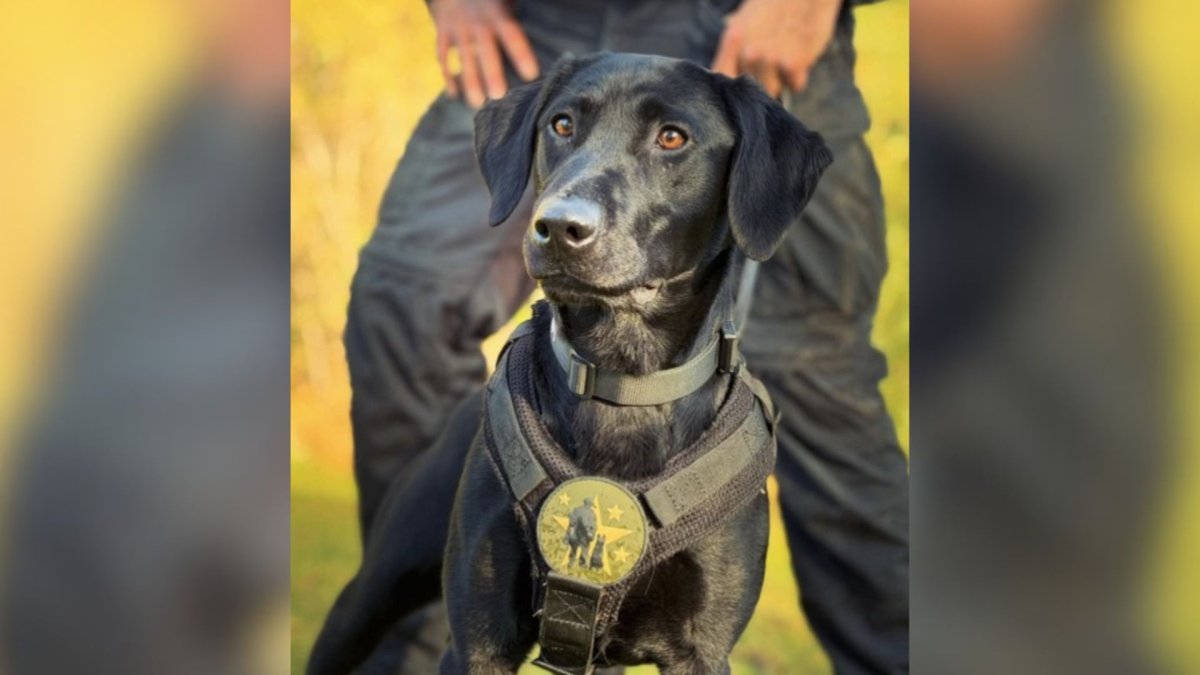 New K-9 joins the Pasadena Police Department – NBC Los Angeles