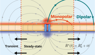 Scientific color illustration of a membrane channel.