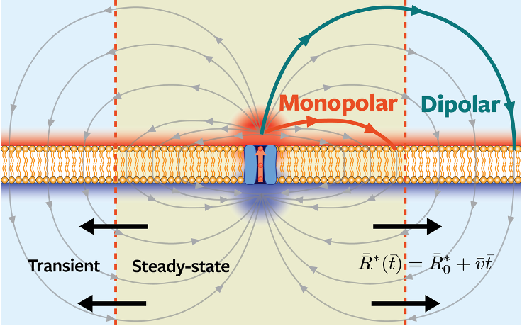 Scientific color illustration of a membrane channel.