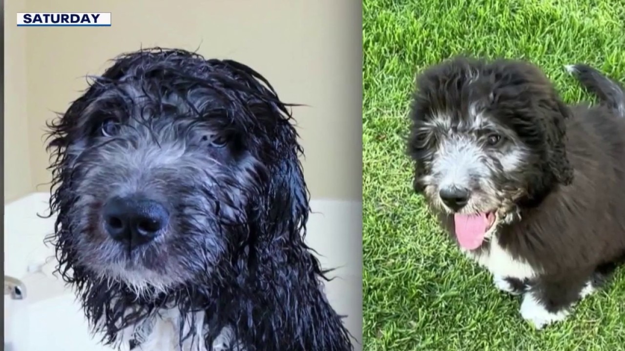 PREVIOUS COVERAGE: Call to release LAPD body cam video of dog shooting