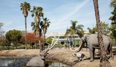 La Brea Tar Pits to host farewell disco party – NBC Los Angeles