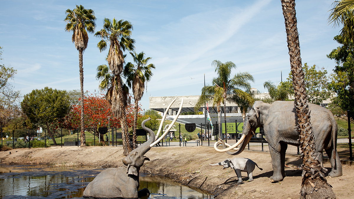 La Brea Tar Pits to host farewell disco party – NBC Los Angeles