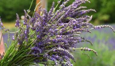 Lavender Blue Harvest Days are blooming at Apple Hill – NBC Los Angeles