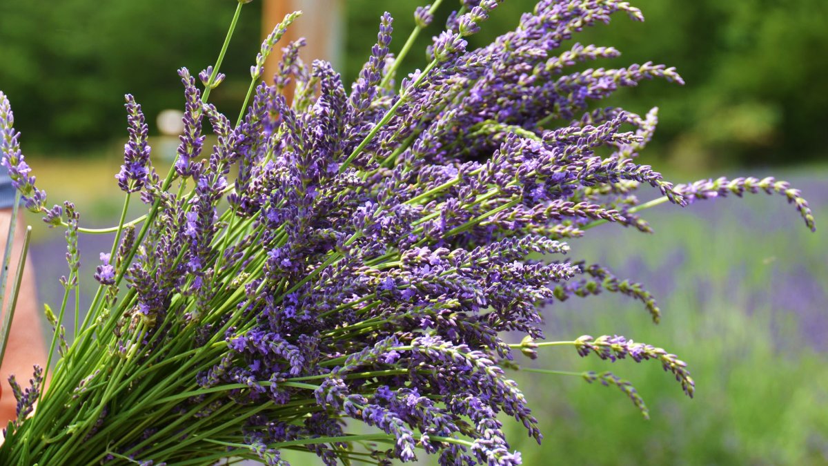 Lavender Blue Harvest Days are blooming at Apple Hill – NBC Los Angeles