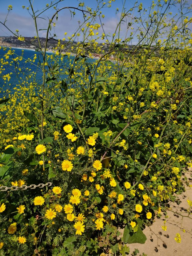 This is some of the vegetation along La Jolla's Coast Walk Trail that is managed by Friends of Coast Walk Trail. (Ashley Mackin-Solomon)