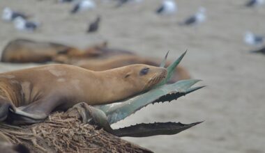 ‘Before the chaos’: Local photographer captures sunrise images of wildlife at La Jolla Cove – San Diego Union-Tribune