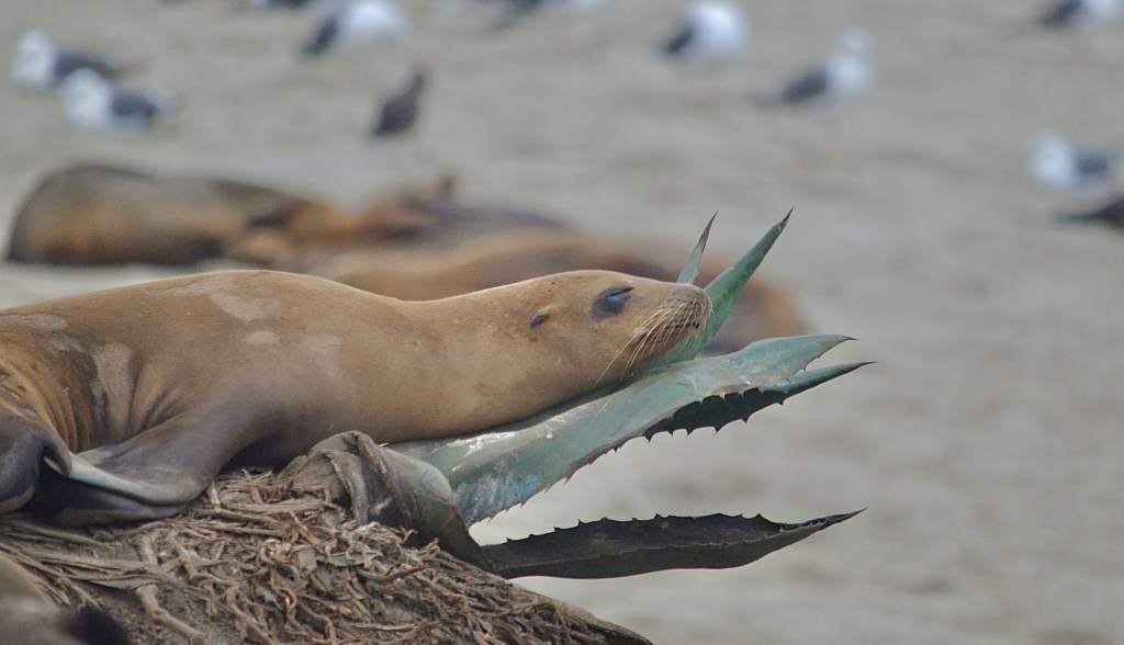 ‘Before the chaos’: Local photographer captures sunrise images of wildlife at La Jolla Cove – San Diego Union-Tribune