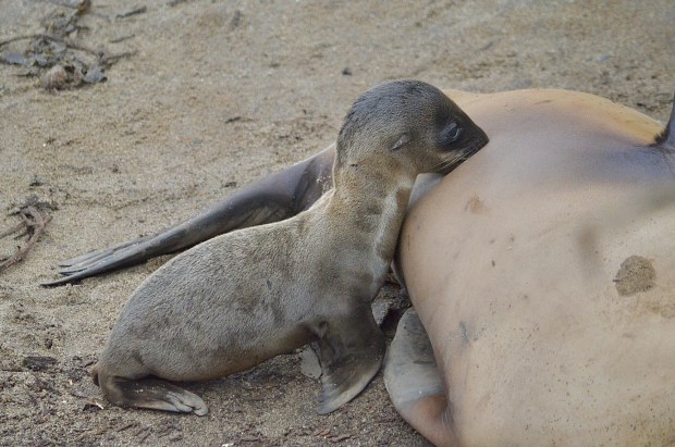 La Jolla resident Matthew Kazden captured an image of a sea lion pup nursing as part of his series of photos centered on La Jolla Cove at sunrise. (Matthew Kazden)