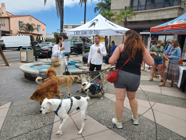 Dogs and their owners mingle on the Pacific Sotheby's courtyard in La Jolla at the 2026 Mutt Strut. (Ashley Mackin-Solomon)