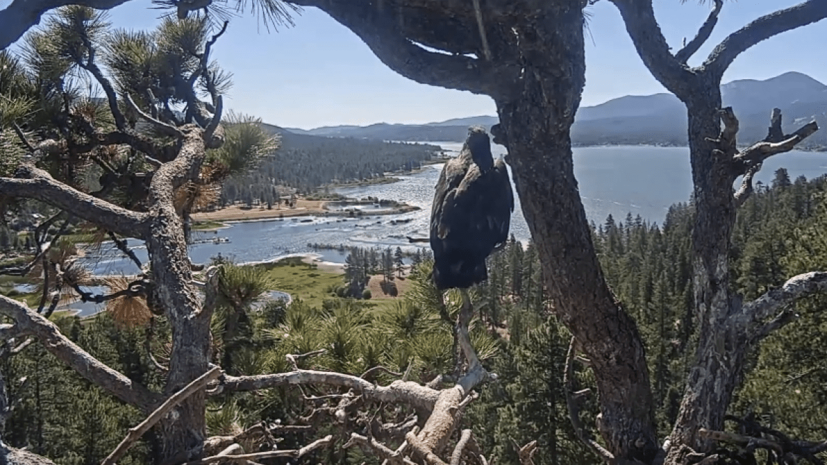 Big Bear eagle Luna takes first flight from nest – NBC Los Angeles