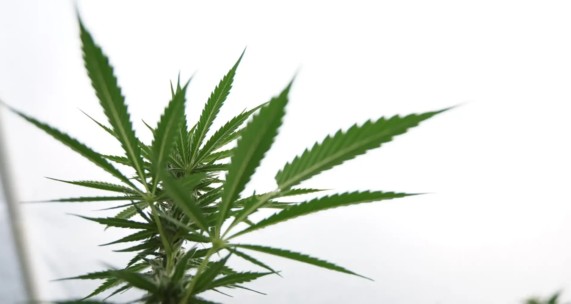 Trump-Endorsed GOP California Gubernatorial Candidate Says Marijuana Taxes And Regulations Are 'Too High'