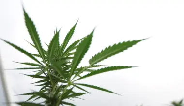 Trump-Endorsed GOP California Gubernatorial Candidate Says Marijuana Taxes And Regulations Are 'Too High'