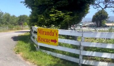 Mass graves with dog remains found at Northern California animal rescue