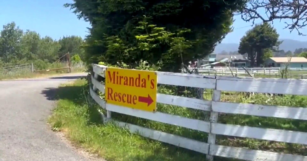 Mass graves with dog remains found at Northern California animal rescue