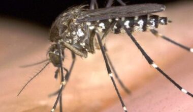 Risk of West Nile virus rising in Sacramento this summer