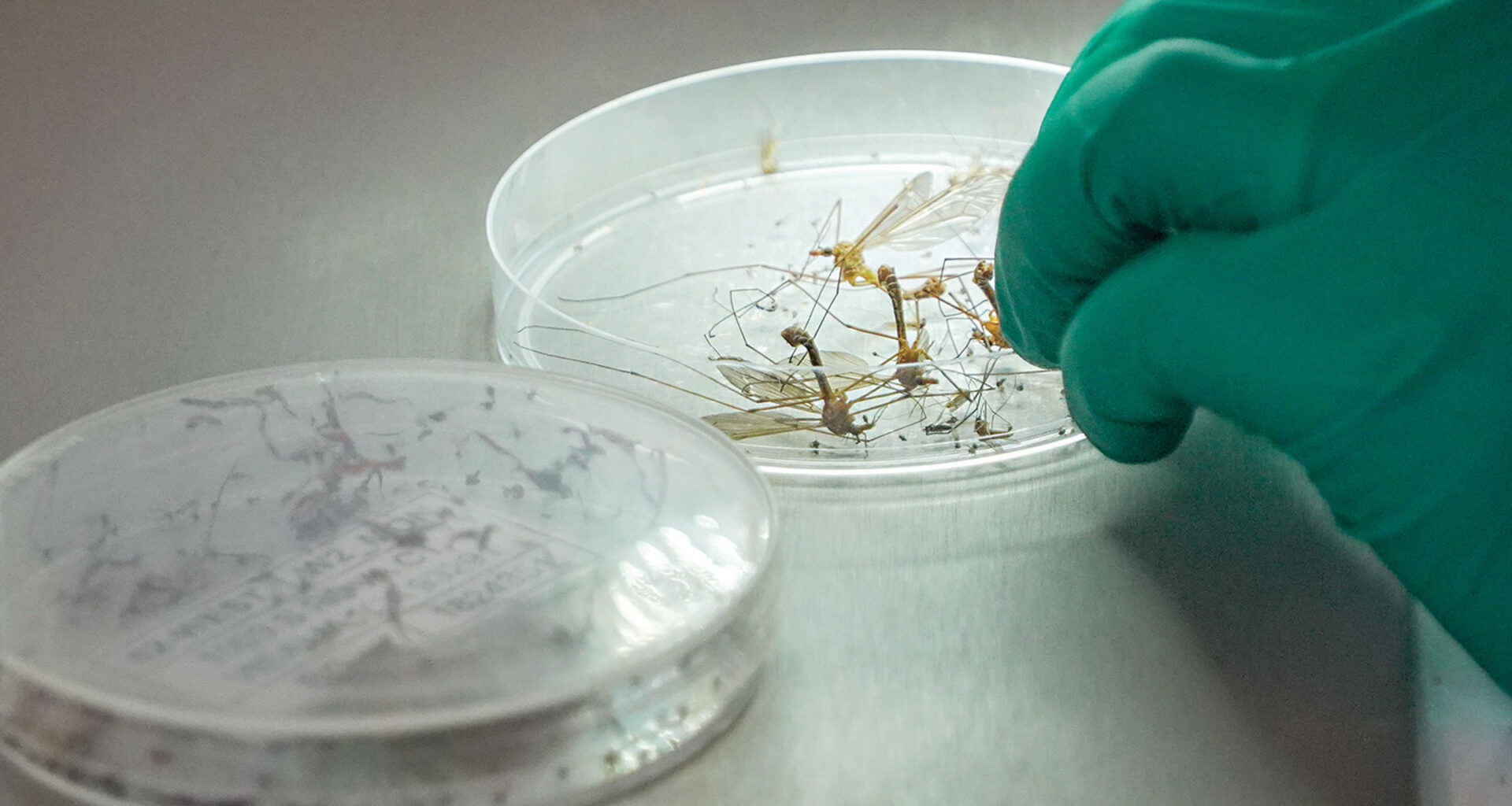 West Nile Virus detected in mosquitoes in Fresno County