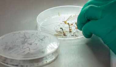 West Nile Virus detected in mosquitoes in Fresno County