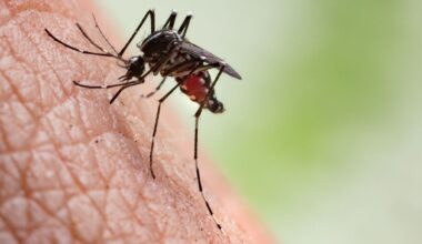 West Nile virus detected in San Gabriel Valley mosquitoes – NBC Los Angeles