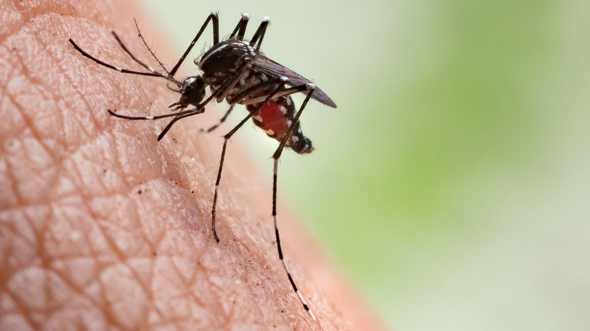 West Nile virus detected in San Gabriel Valley mosquitoes – NBC Los Angeles