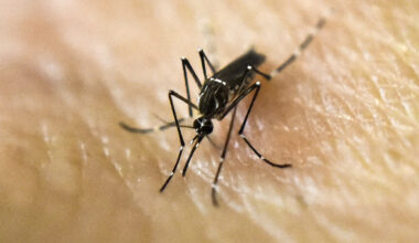 First West Nile virus-positive mosquitoes of year detected in OC – NBC Los Angeles