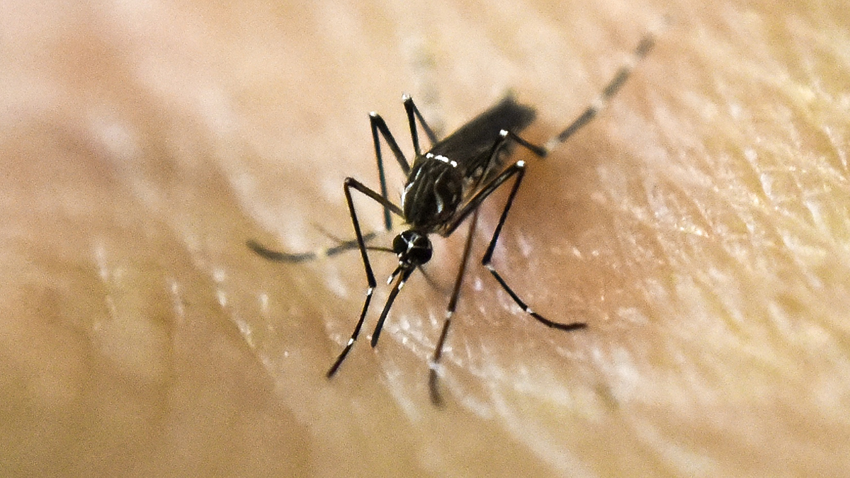 First West Nile virus-positive mosquitoes of year detected in OC – NBC Los Angeles