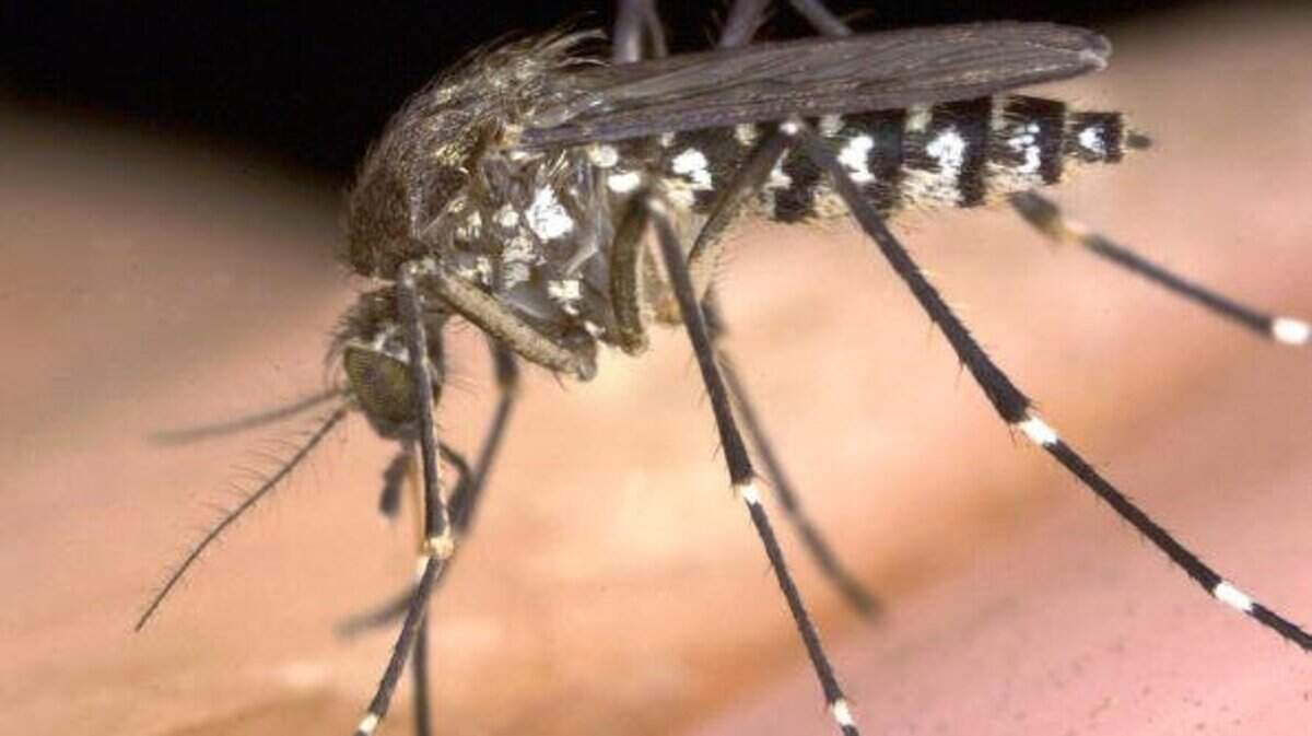Risk of West Nile virus rising in Sacramento this summer