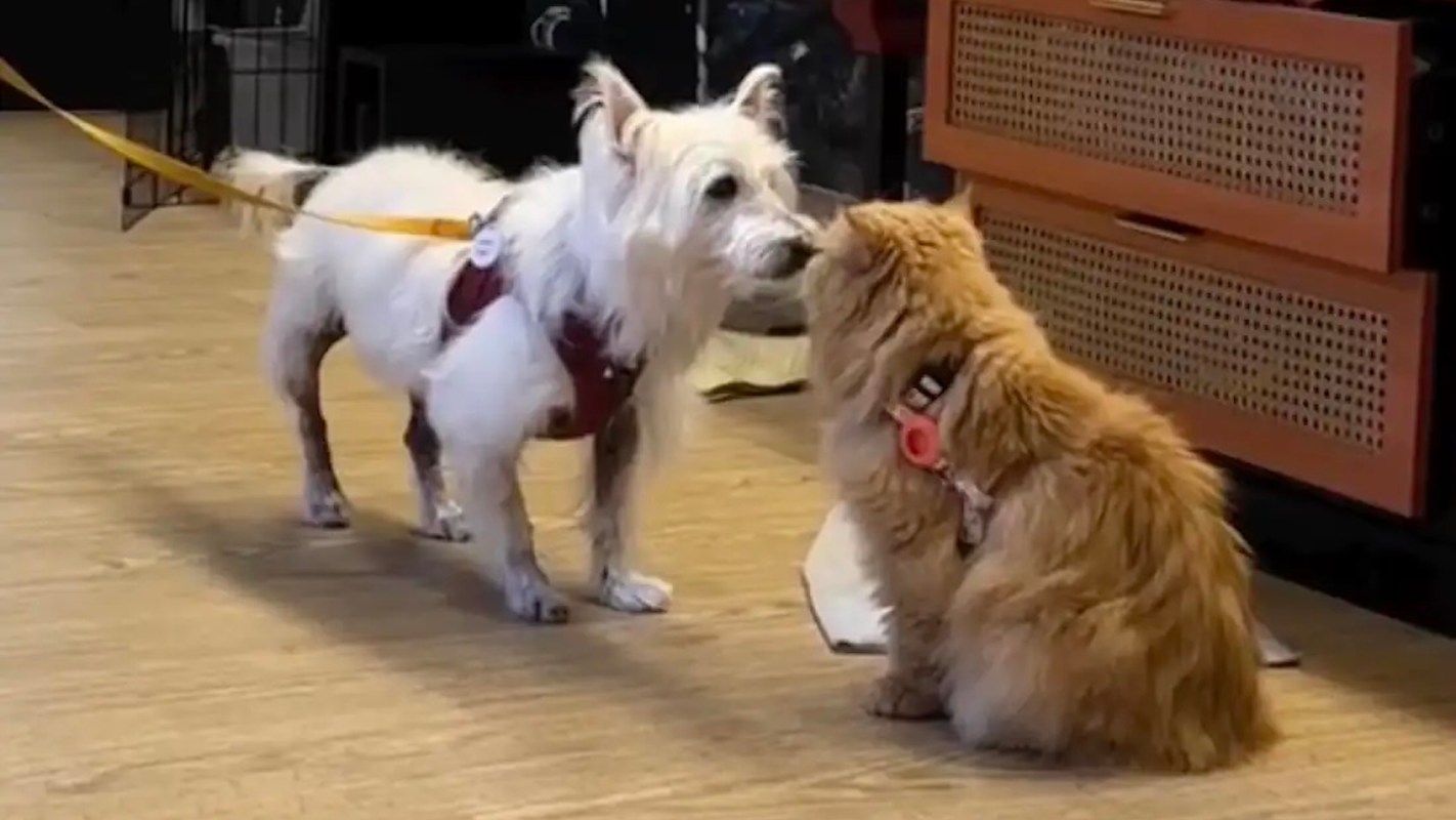 A small white dog and a fluffy orange cat are interacting in a cozy indoor setting.