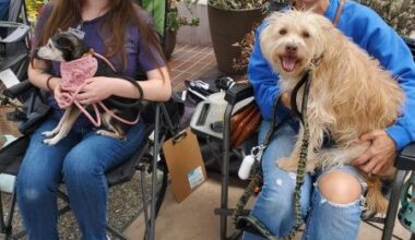 La Jolla goes to the dogs for annual Mutt Strut – San Diego Union-Tribune