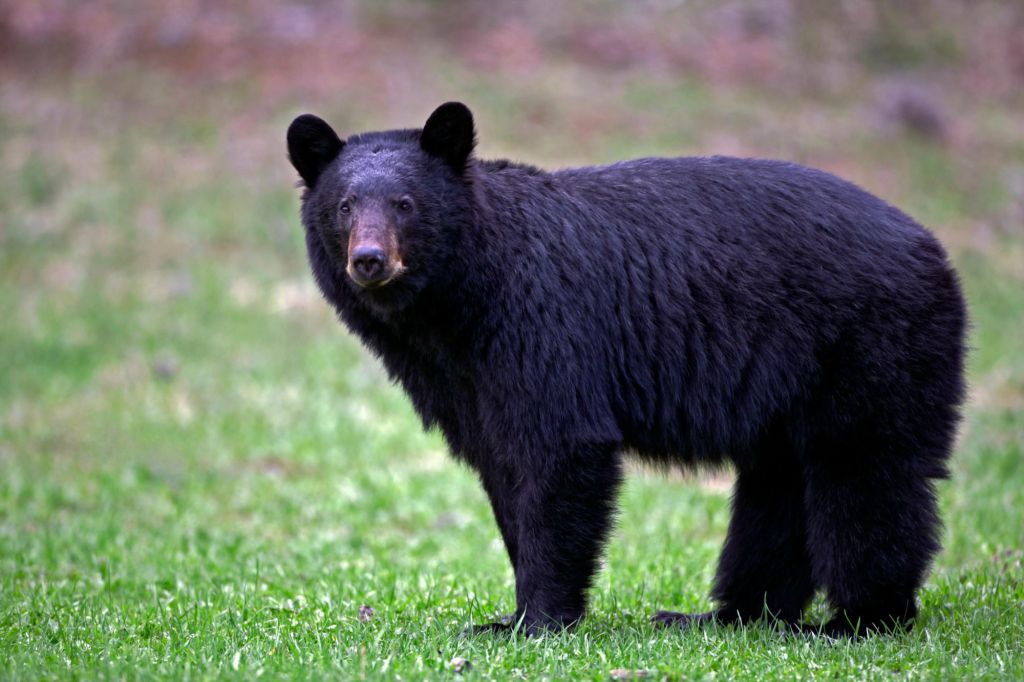 An image collage containing 1 images, Image 1 shows An alert black bear stands in a meadow, looking directly forward