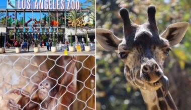 LA Zoo teeters on edge of crisis facing crumbling facilities and budget strain