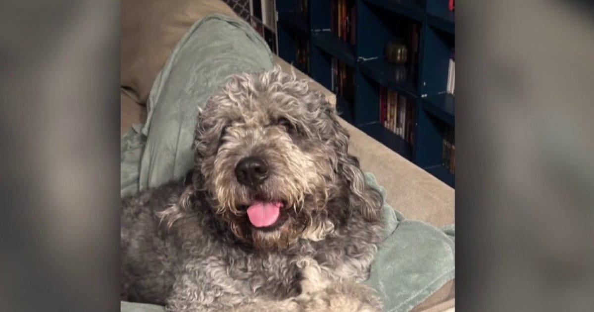Candlelight vigil planned after LAPD fatally shoots dog following NBA championship celebration