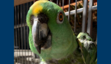 Thieves steal parrot from front of Long Beach home • Long Beach Post News
