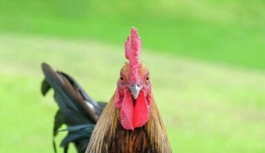 Sacramento County proposes new ownership limits on roosters