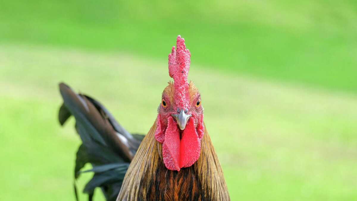 Sacramento County proposes new ownership limits on roosters