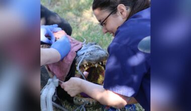 Sacramento Zoo warns visitors after alligator swallows plush toy
