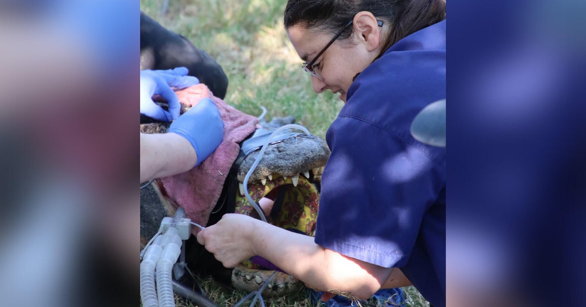 Sacramento Zoo warns visitors after alligator swallows plush toy