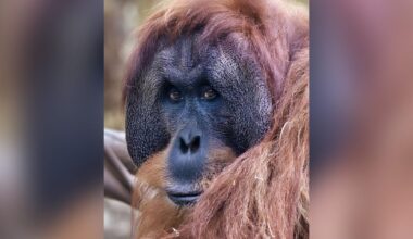 Sacramento Zoo orangutan Makan dies after long battle with respiratory disease